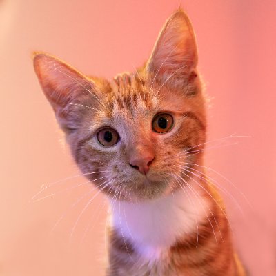 Jana Papuni profile photo