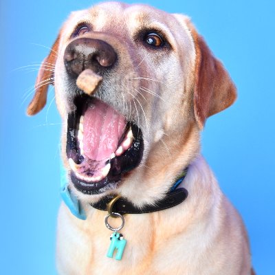 The Little Lab Marley profile photo