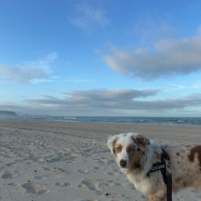 Nate the Aussie Dog profile photo