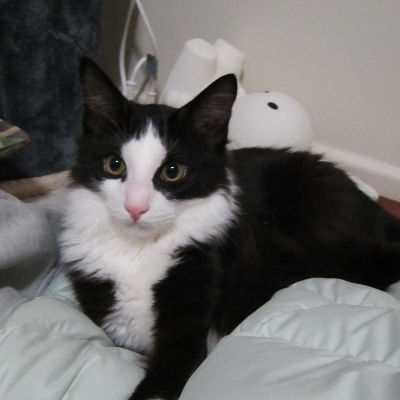 Tuna the cow cat profile photo