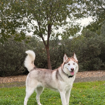 Max Ung profile photo