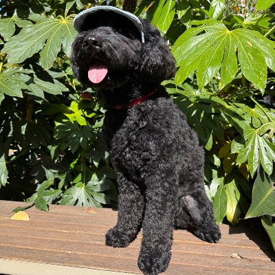 Leo the Labradoodle profile photo