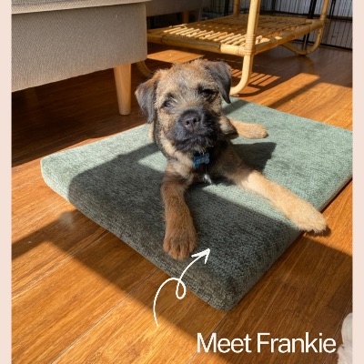 Frankie the Border Terrier profile photo