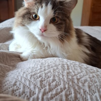 Dexter profile photo