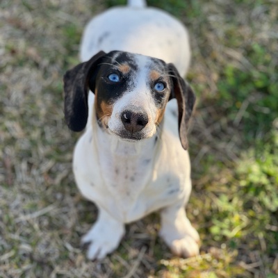Crystals Miniature Dachshunds profile photo