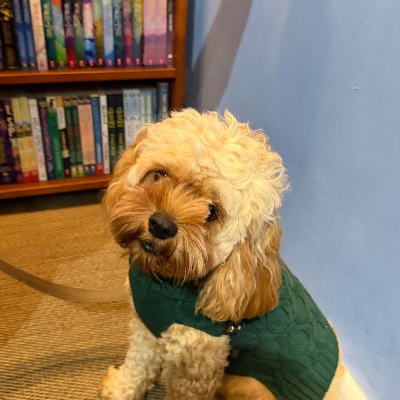 Tank the Cavoodle profile photo