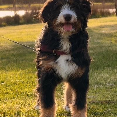 Oscar The Bernedoodle profile photo