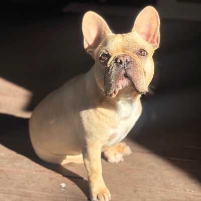 Biscuit The Frenchie profile photo