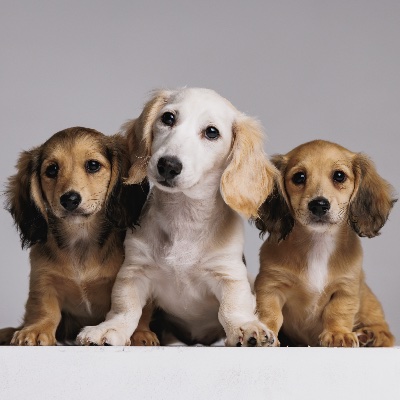 Ohana Dachshunds profile photo