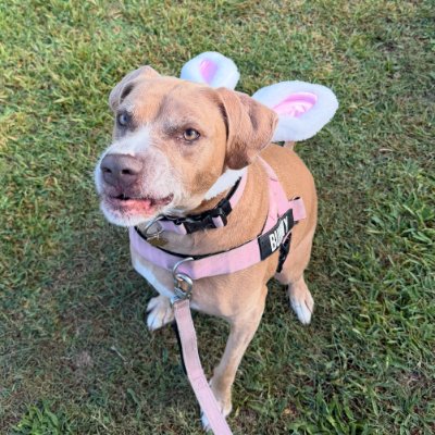 Big Girl Bunny profile photo