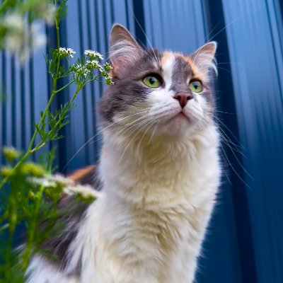 Mellow The Calico profile photo