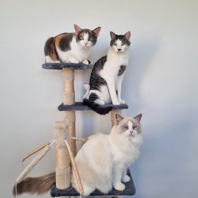 Zara, Nitro & Bluebell  profile photo