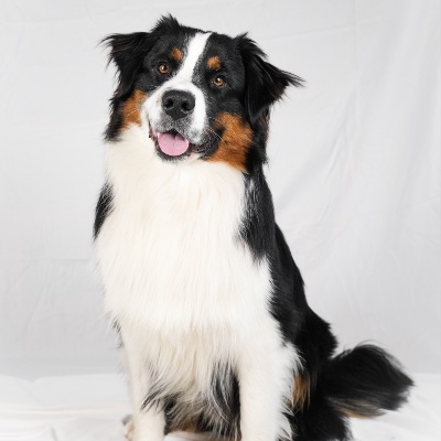 Freddie the Aussie profile photo