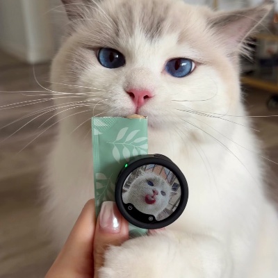 Rupert Ragdoll profile photo