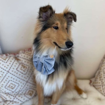 Bree Colenso profile photo
