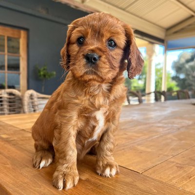 Bonnie profile photo