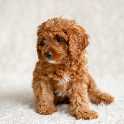 Life According to Archie profile photo