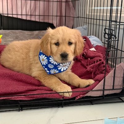 Nala Hale | Golden Retriever profile photo