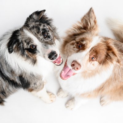 Bob and PJ Border Collie Adventures profile photo