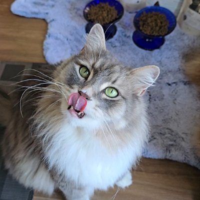 Samus The Siberian  profile photo
