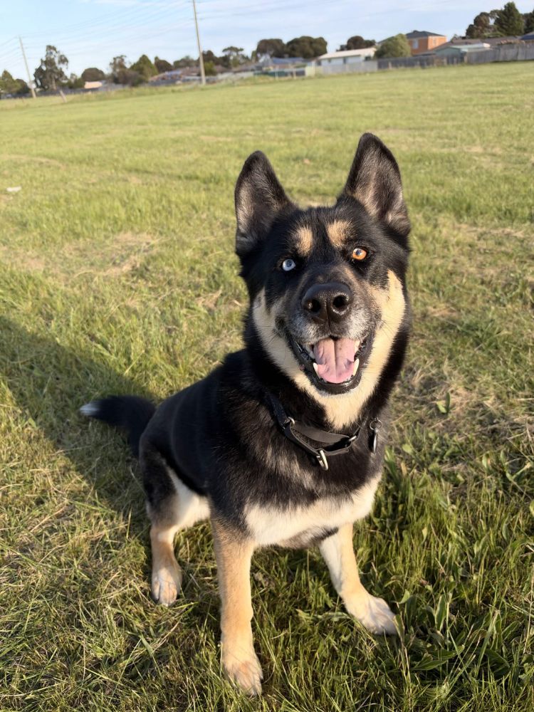 Work by Atlas the Shepsky