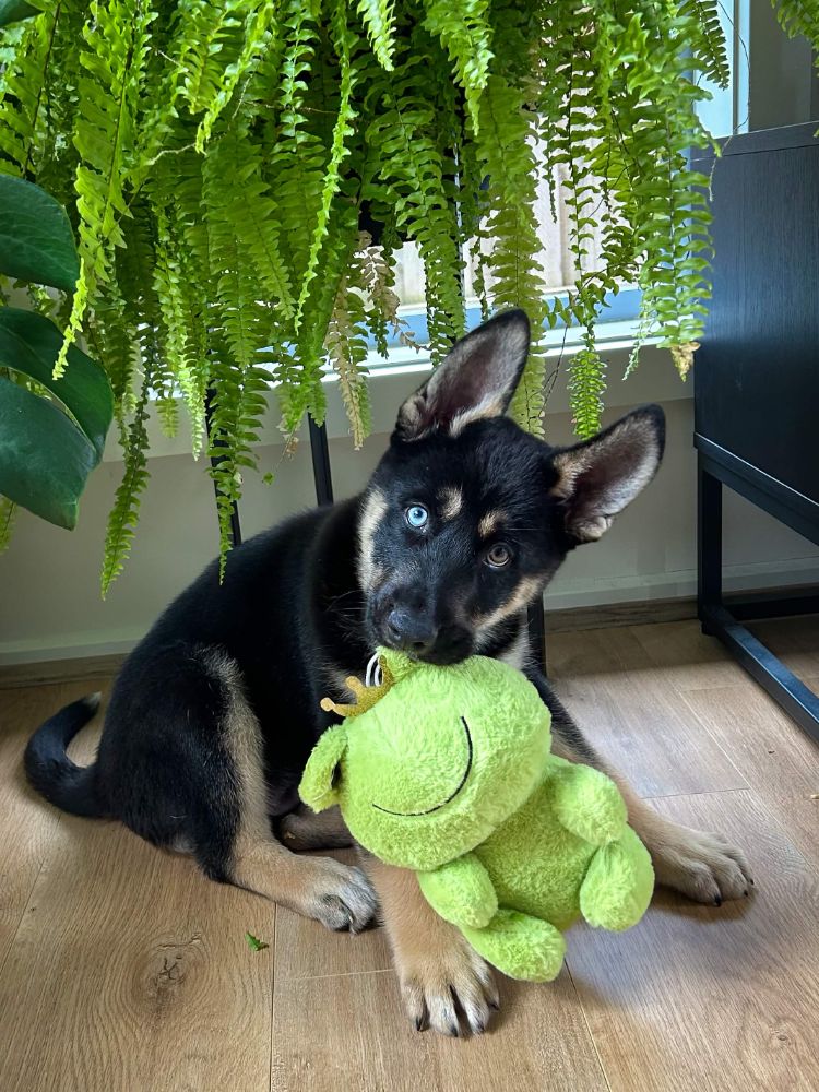 Work by Atlas the Shepsky