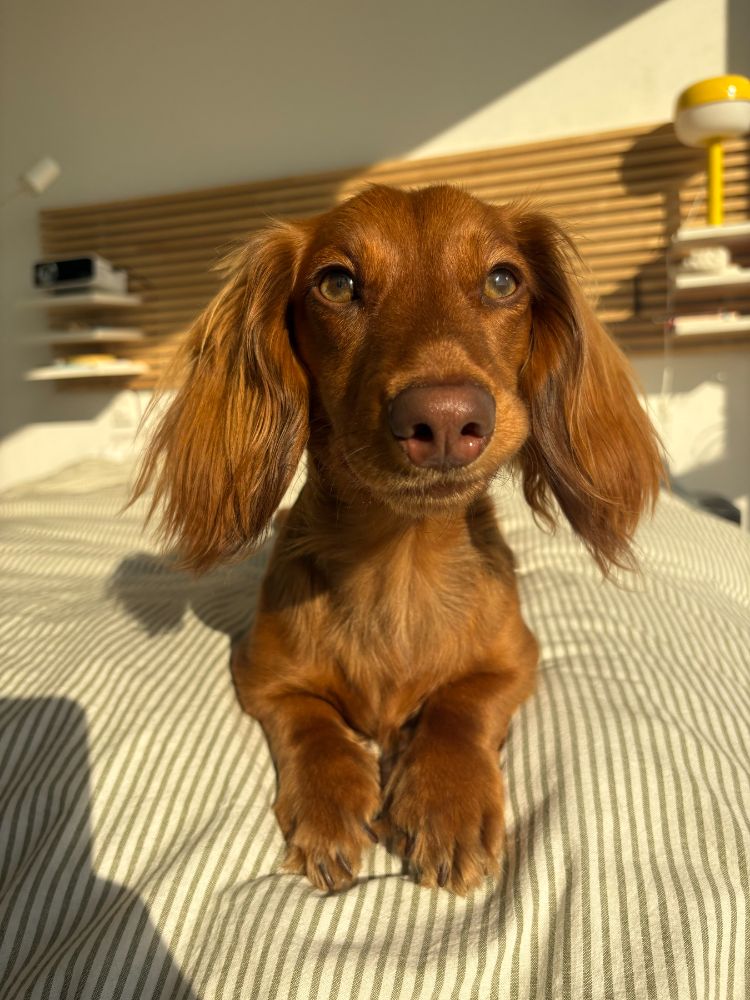 Work by Maple the Mini Dachshund