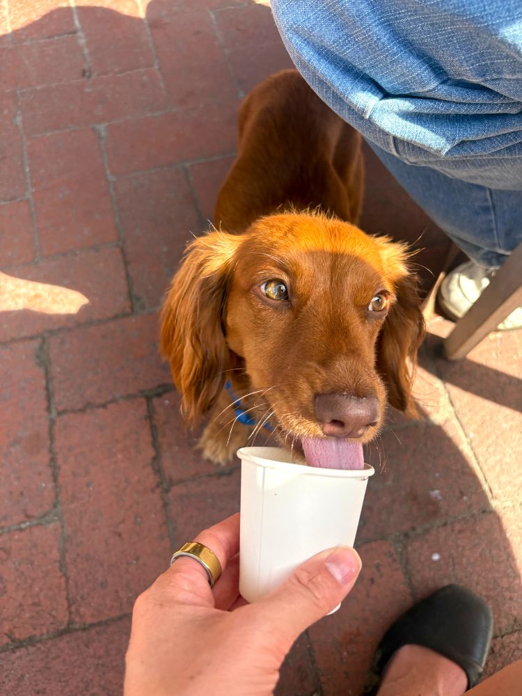 Work by Maple the Mini Dachshund