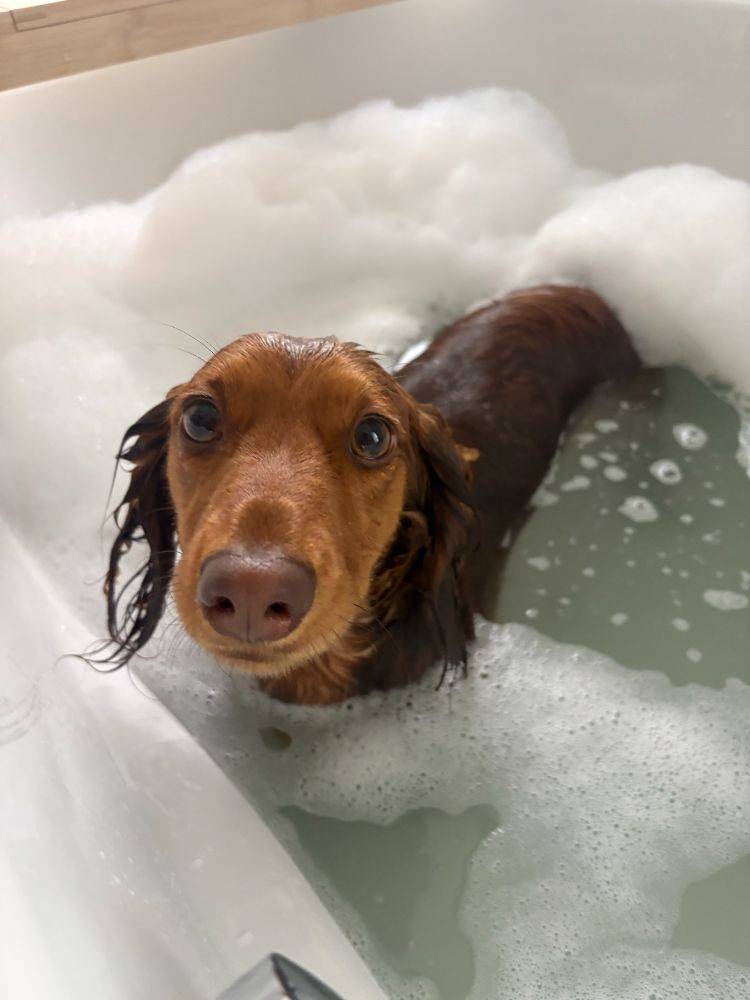 Work by Maple the Mini Dachshund