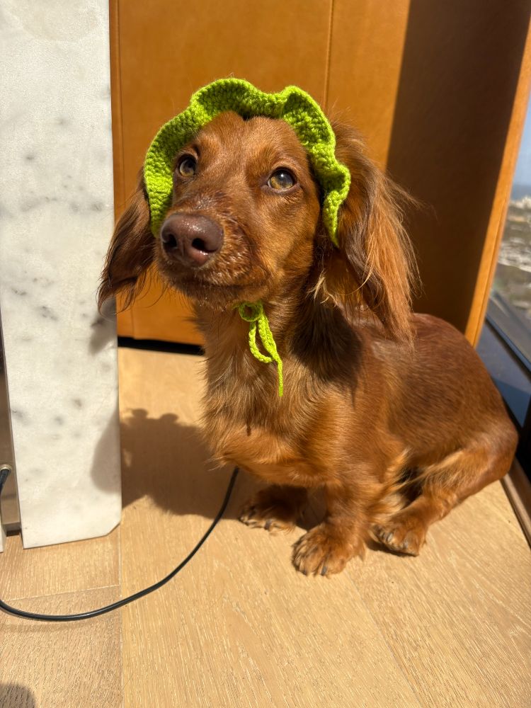 Work by Maple the Mini Dachshund