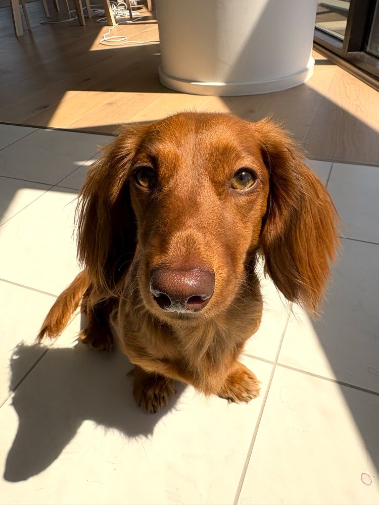 Work by Maple the Mini Dachshund