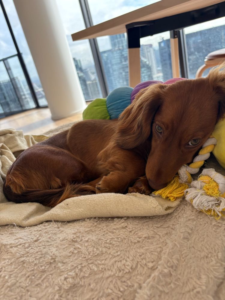 Work by Maple the Mini Dachshund