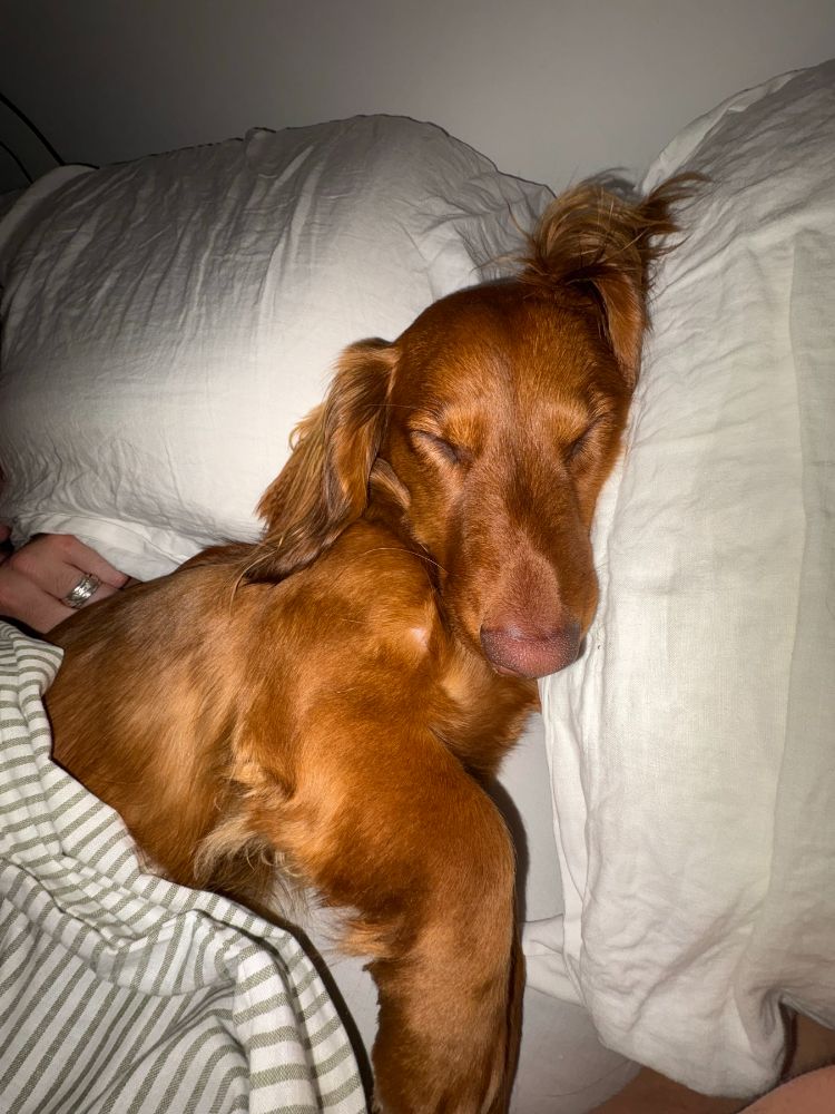 Work by Maple the Mini Dachshund