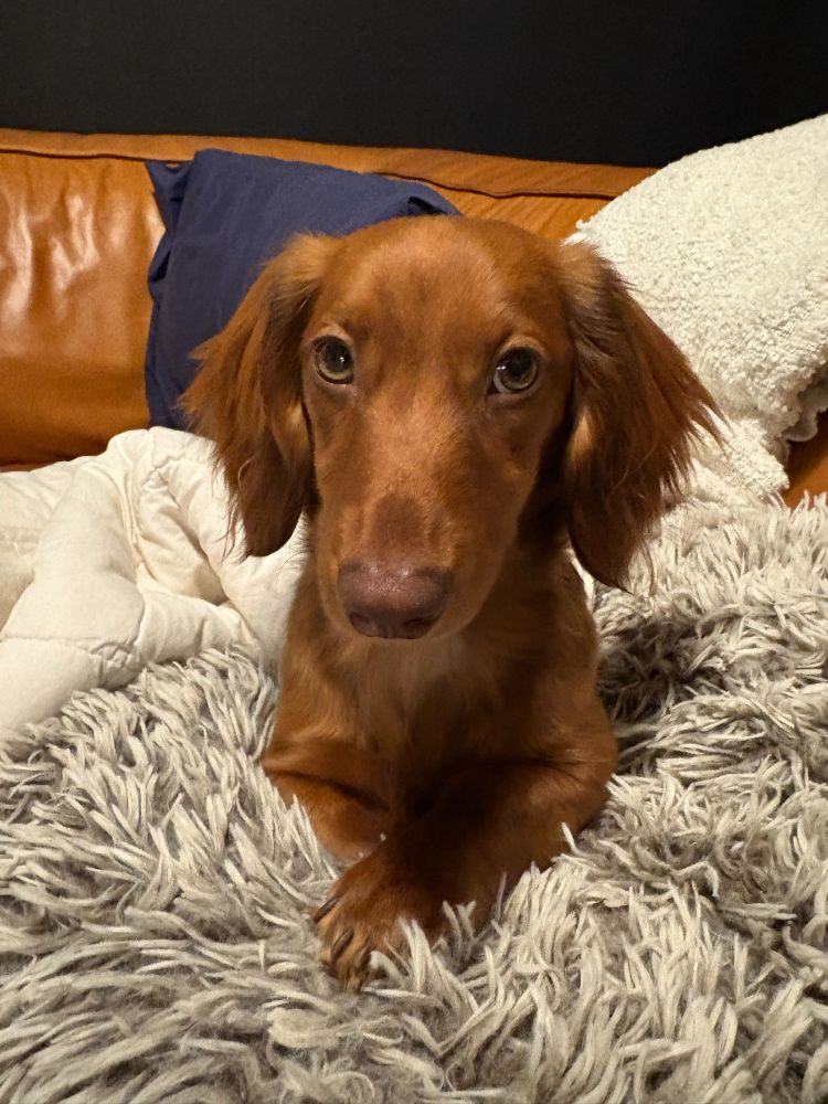 Work by Maple the Mini Dachshund