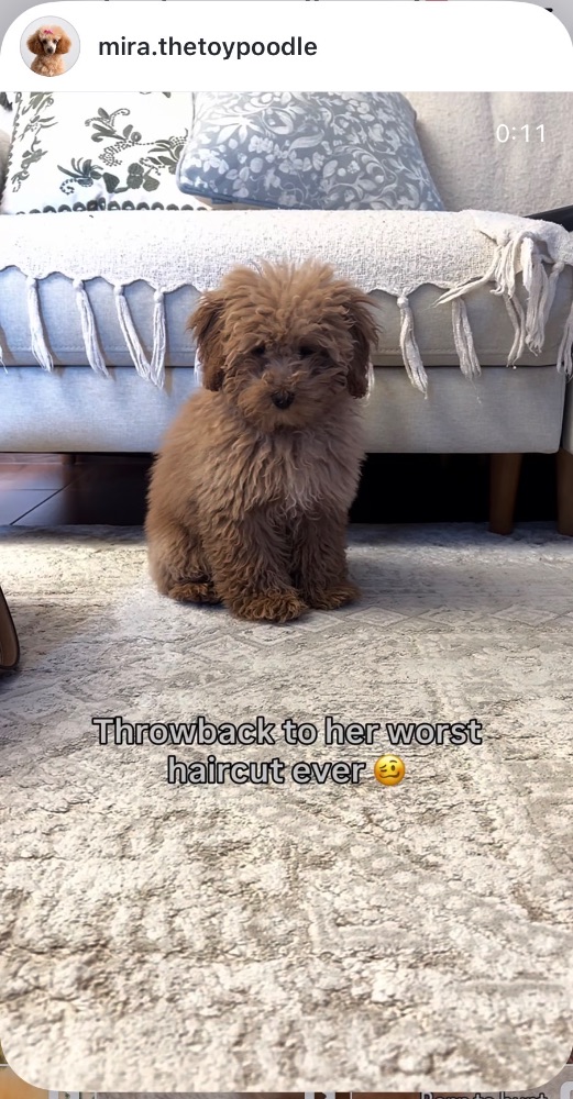 Work by Mira the Toy Poodle