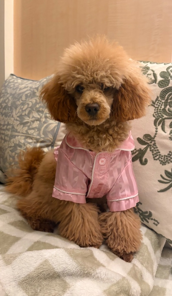 Work by Mira the Toy Poodle