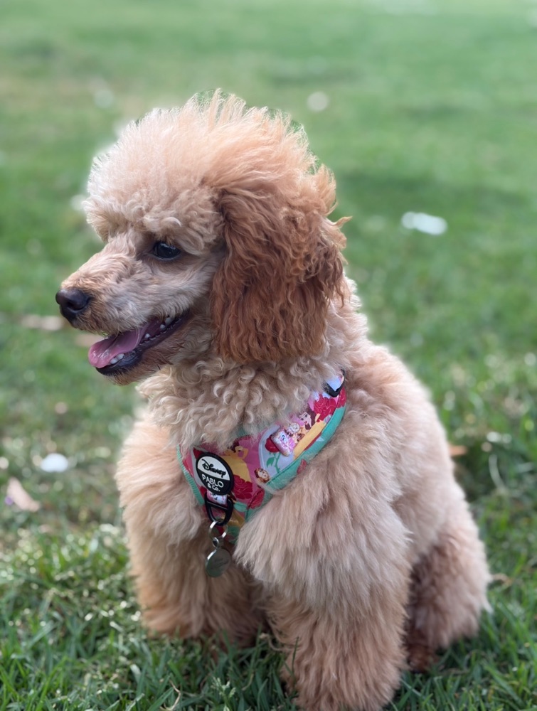 Work by Mira the Toy Poodle