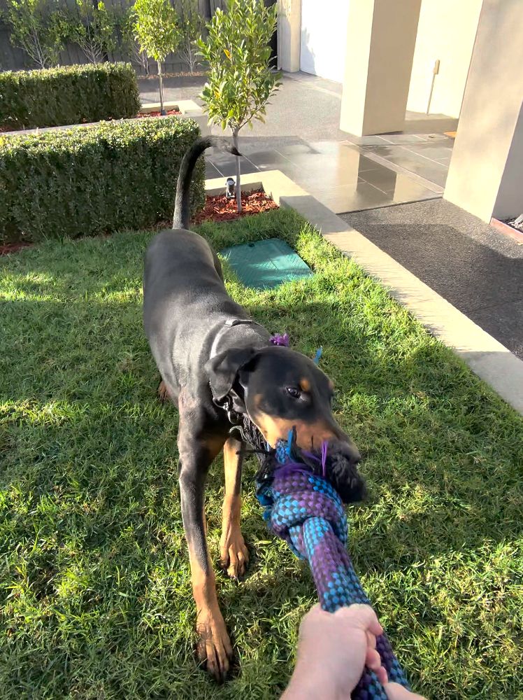 Work by Doogie the Dobermann