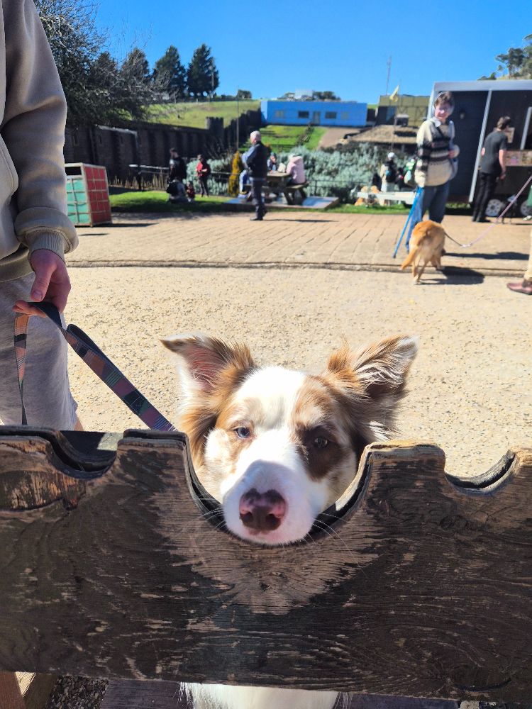 Work by Daphne.dog.bc